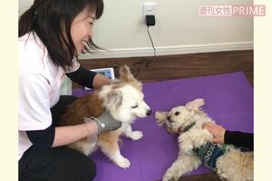 平端さんによれば、ペットも老化によって身体機能に変化が生じてくることは、あまり知られていないそう