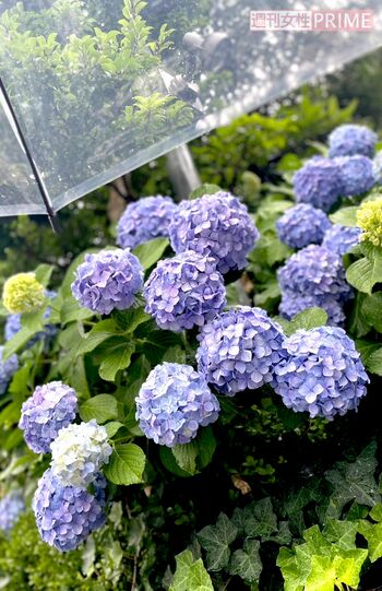 近所のあじさいが、雨の中とてもきれいに咲いていました　撮影／加藤綾菜