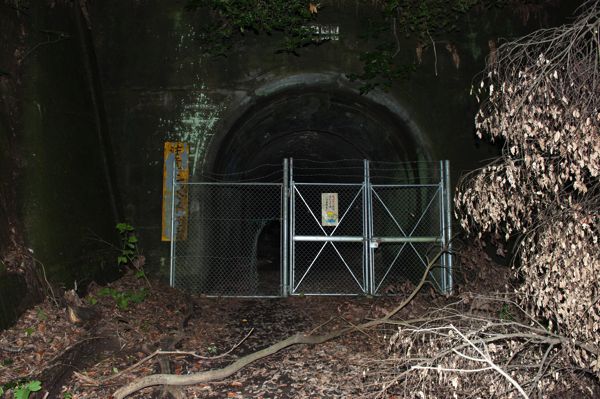 【写真】行く手を阻むように倒れている木。真っ暗なため数メートル先も見えない
