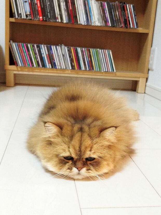 某ねこバスを彷彿とさせるフォルムのふーちゃん。ニャンともナイスなお姿で　(c)牧野直樹　(c)ねこ休み展,まるごとふーちゃん展