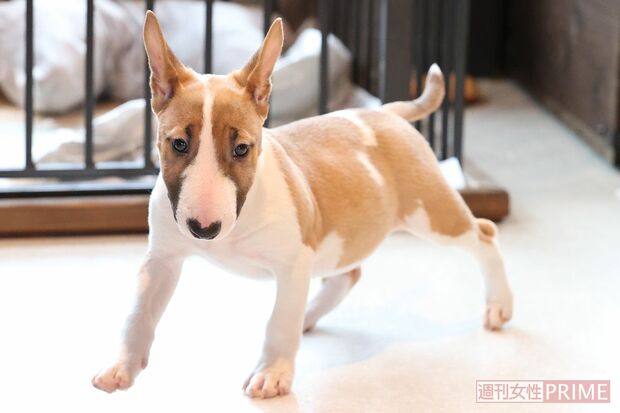 ピンと立った耳がりりしくて、鼻のハートがトレードマークのブルテリア（撮影／吉岡竜紀）