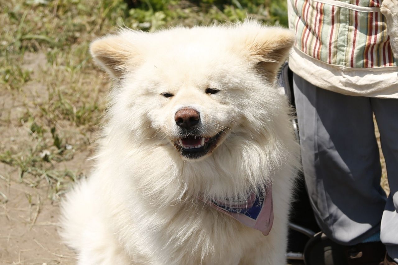 犬バカ 菊谷節子さん 相棒のわさおは 手のつけられないあばれどんだった ニュース概要 週刊女性prime