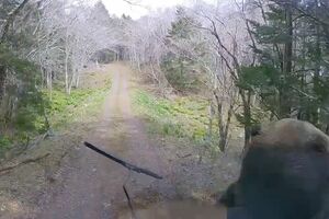 軽トラックに体当たりするヒグマ（Xより）