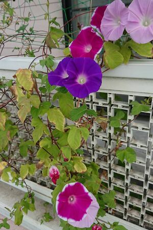 山崎直子さんが宇宙飛行に持っていった種を栽培して花開いた“宇宙アサガオ”（写真提供・三船文彰さん）