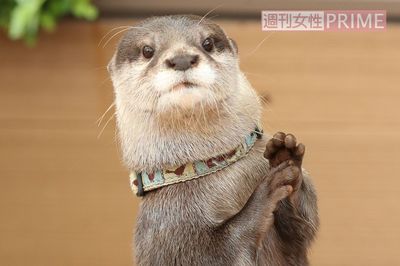 『カワウソゥ選挙』で週刊女性の「推しカワウソ」やまとが“当選”!