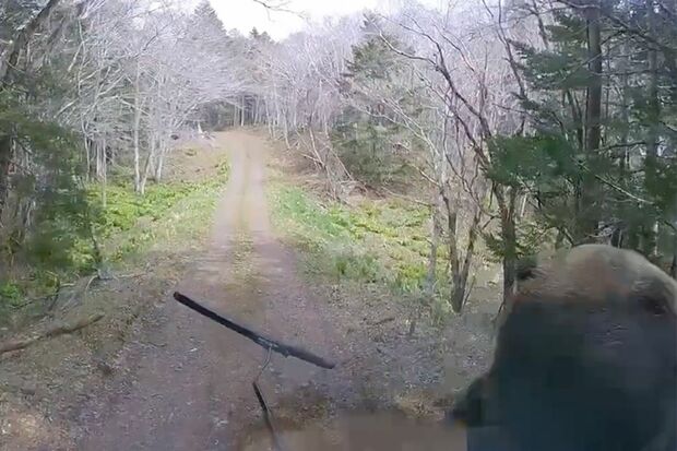 軽トラックに体当たりするヒグマ（Xより）
