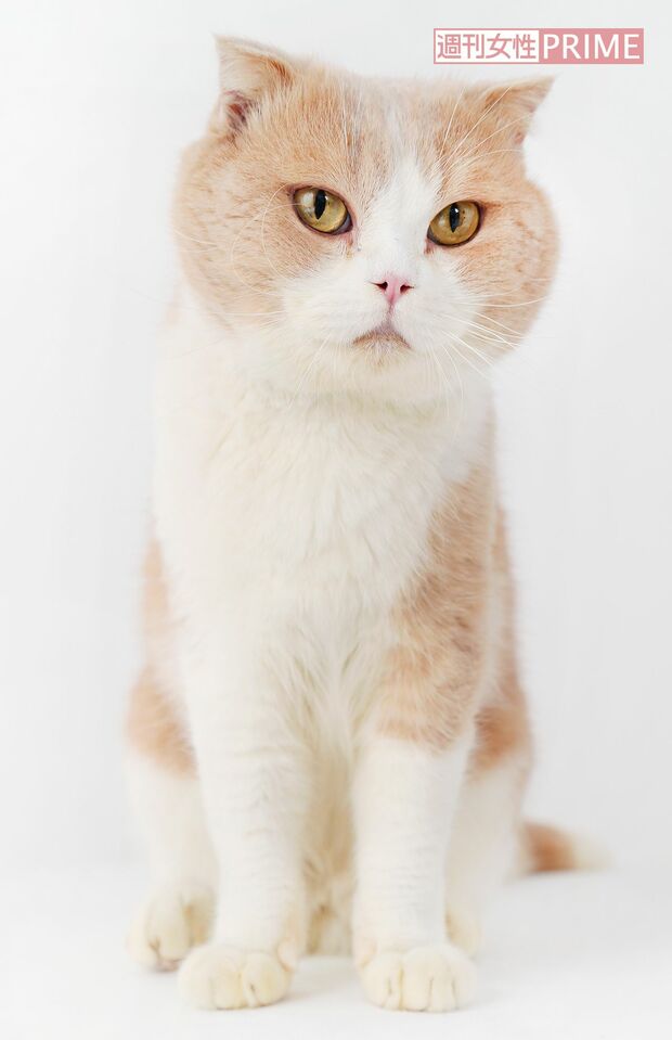 映画『ねこあつめの家』には大人気の猫・シナモンも出演　撮影／竹内摩耶