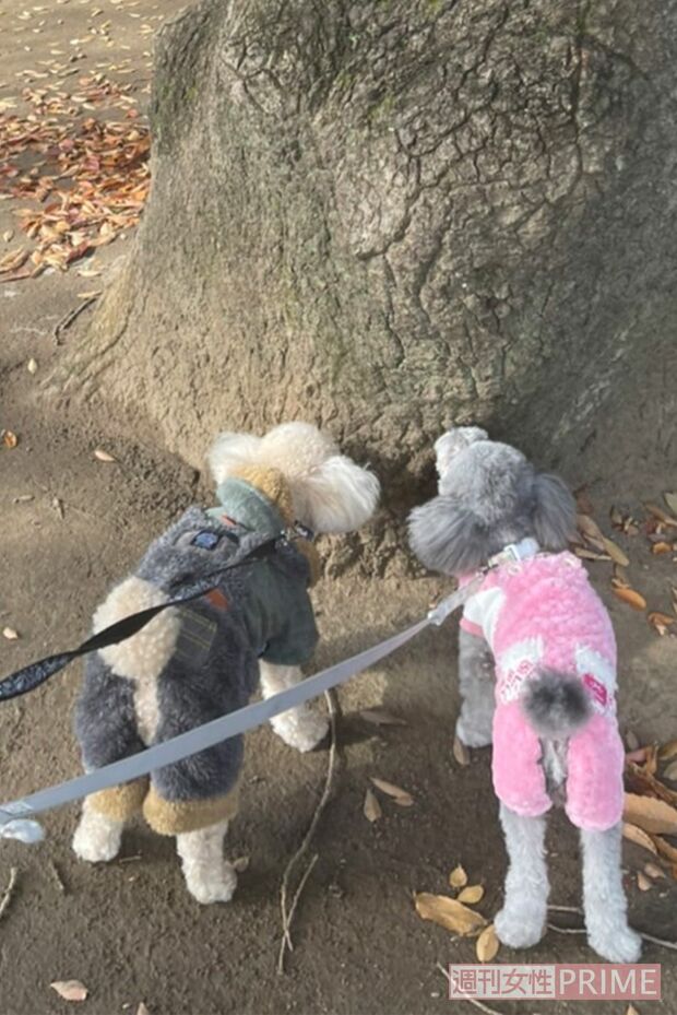 わが家の愛犬たちも元気です！来年はもっと登場するかな？