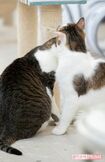 保護猫カフェ