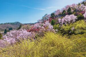 花見山［福島県］