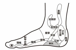 足の内側の反射区