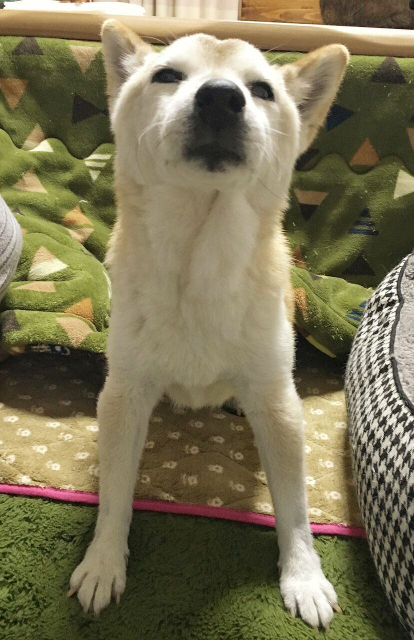 画像 写真 認知症を患う老犬の介護生活がインスタで話題 発作に痙攣とハードな毎日 週刊女性prime