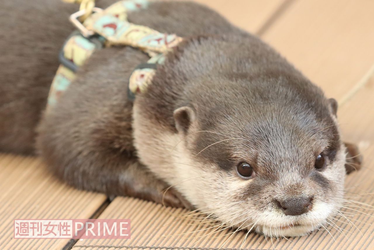 カワウソがブーム かわいい 飼いたい の裏にある危機と問題 ニュース概要 週刊女性prime