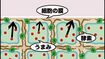 酵素が細胞膜を壊してうまみが流失!