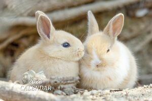 『2023年大久野島うさぎカレンダー』大好評発売中！かわいいうさぎさんとすてきな1年を♪https://utajima.cart.fc2.com/　※画像をクリックすると購入ページにジャンプします。