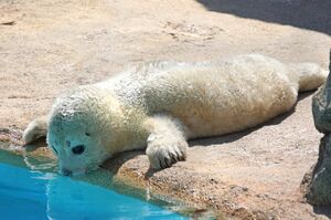 ゴマフアザラシの赤ちゃん　写真提供／マリンワールド海の中道