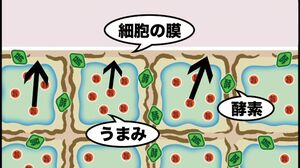 酵素が細胞膜を壊してうまみが流失!
