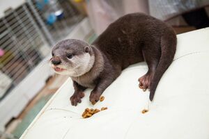 りりしい表情をパシャ☆　お食事タイムに失礼します！　(c) 沼尻峻宗　(c)カワウソほんと展
