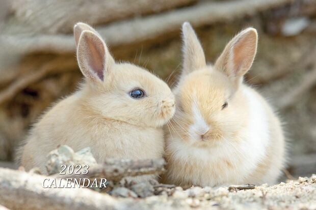 『2023年大久野島うさぎカレンダー』大好評発売中！かわいいうさぎさんとすてきな1年を♪https://utajima.cart.fc2.com/　※画像をクリックすると購入ページにジャンプします。