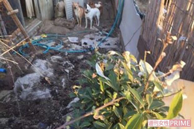 県が調査に入る前の保護施設内。庭先には排せつ物の山が放置されていた。夏場にはウジ虫が湧き、大量のハエが飛んでいたという（Ｅｖａ提供）