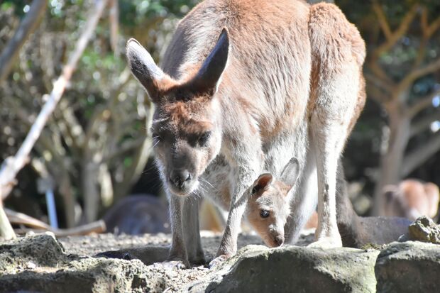 伊豆シャボテン公園　ママの袋から顔を出すクロカンガルーの赤ちゃん