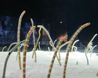 【エンタメトリビア5】穴子さんはああ見えて27歳