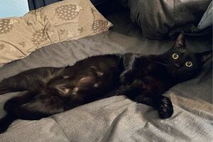 人間並みに寝具を使いこなすうにさん。添い寝してくれるねこさん、ウラヤマシイ！