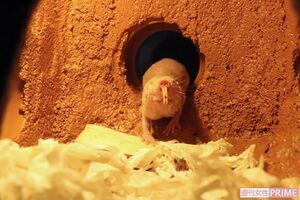 ハダカデバネズミ