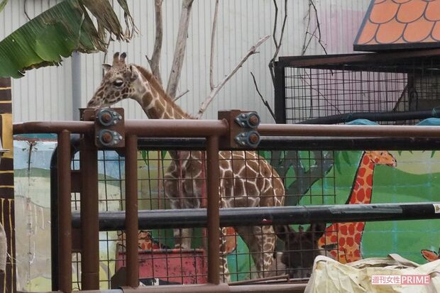 堀井動物園第二飼育場のキリンスペースにはロバのような動物の姿もあった