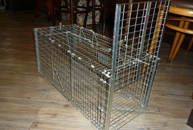 ボランティアらが使う猫の捕獲器。奥まで入ると扉が閉まる