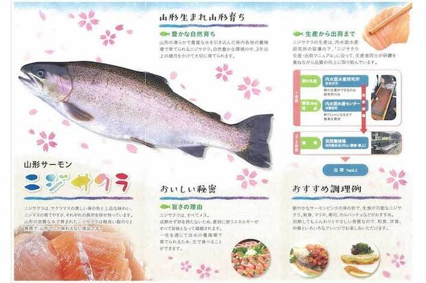 山形のご当地サーモン『ニジサクラ』（県公式サイトのリーフレットより）