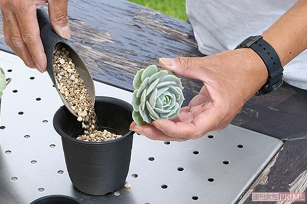 乾いたら新しい植木鉢に