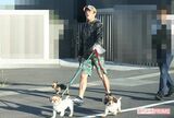犬たちと散歩する坂上忍（'18年）