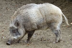 セルコホーム ズーパラダイス八木山
