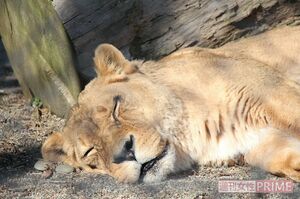 マンゴー・25歳・メス