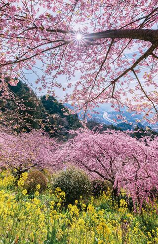 あぐりパーク嵯峨山苑［神奈川県］