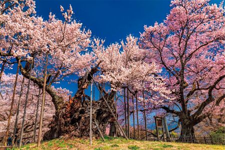 「北杜市・山高神代桜」