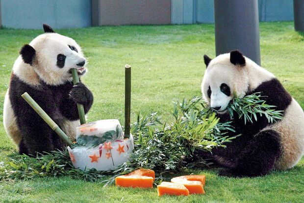 愛浜♀（右）＆明浜♂　写真／共同通信社