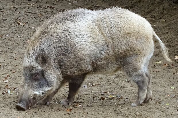 セルコホーム ズーパラダイス八木山