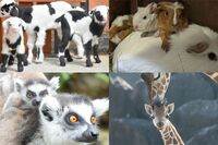 春に続々誕生!ビッグなゾウやキリンからキュートな“パンダヤギ”、さらには“絶滅危惧種”まで、GWに「会…