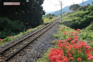 撮り鉄にはたまらない撮影スポット(秩父鉄道敷地外から撮影)