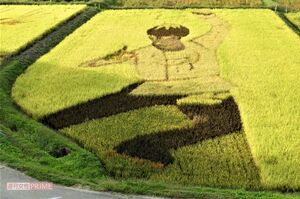 '18年平昌五輪のプログラム『SEIMEI』のポーズをモチーフとした宮城県角田市の田んぼアート。実りを迎えて黄金色に染まった