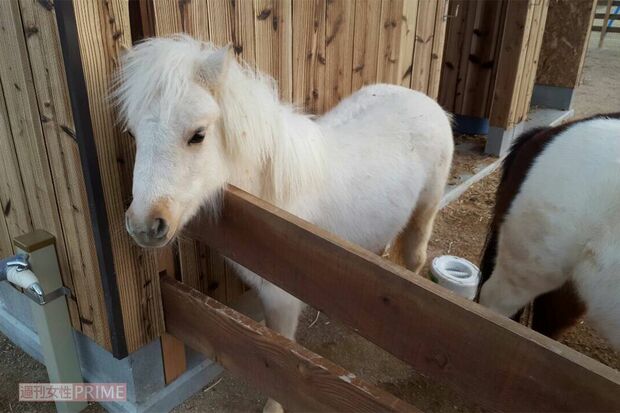 【八天堂ビレッジ】看板娘・ミニチュアポニーの「クリーム」。土日祝日はえさやり体験も（1回100円）
