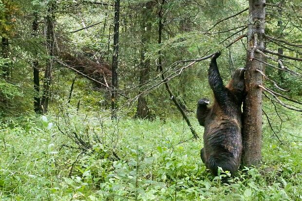 ヒグマ◆ウサイン・ボルトよりも速い、時速50キロで走ることができる。木に体をこすりつけて毛を落としたり匂いをつけたりするシーンは、踊ってるみたい