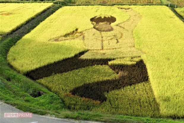 '18年平昌五輪のプログラム『SEIMEI』のポーズをモチーフとした宮城県角田市の田んぼアート。実りを迎えて黄金色に染まった