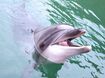 追い込み漁で捕獲されたイルカの入手禁止により、水族館での飼育が困難に