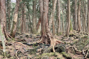 木にしっかりと結ばれたロープの下には、かつていたであろう人の名残が…