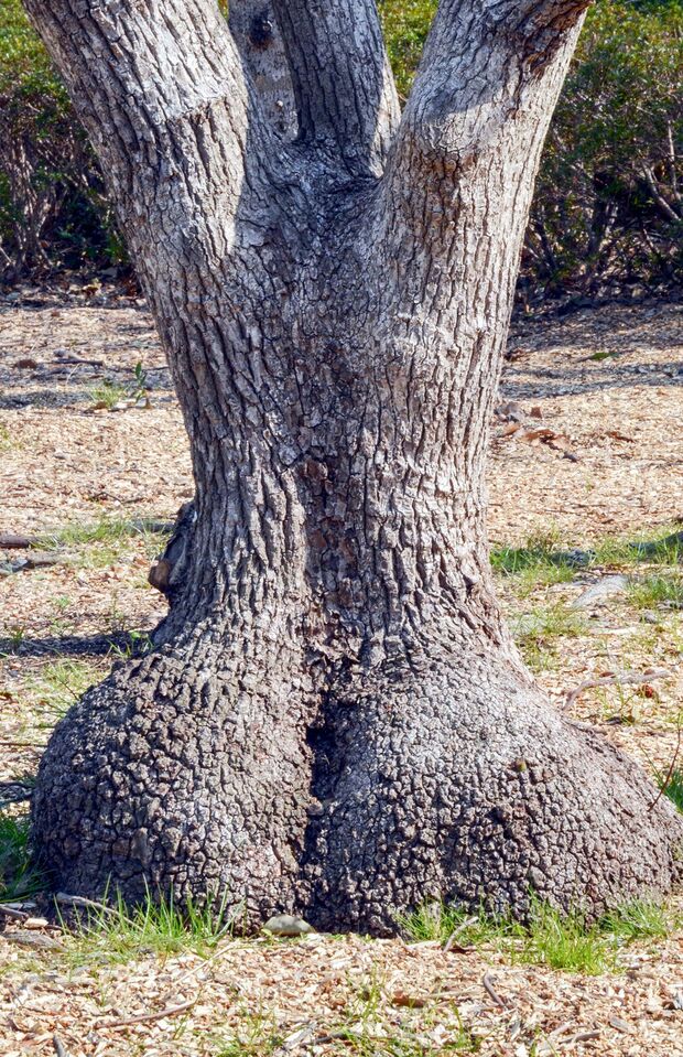 『女性の後ろ姿 』 まさに“ボン・キュッ・ボン”なナイスバディの後ろ姿は、クスノキ。反対側がどんなふうになっているかも見てみたい!?