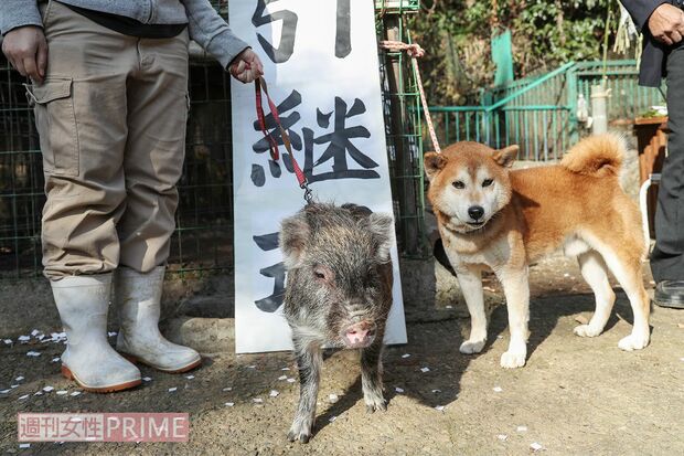 この日は昨年の干支・犬からイノシシへ引き継ぎ式も（東筑波ユートピア）　撮影／齋藤周造