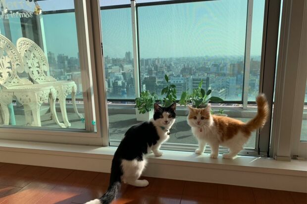 娘と猫と一緒に住む大阪の自宅は眺望がいい